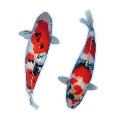 Le Nostre koi 