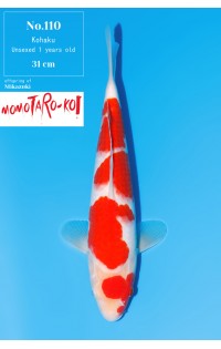 JP376 - Kohaku