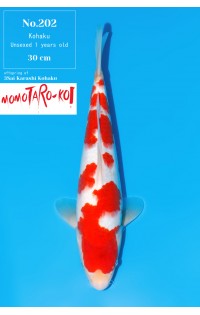 JP377 - Kohaku