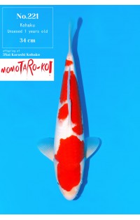 JP378 - Kohaku