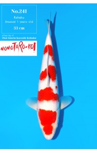 JP379 - Kohaku