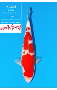 JP380 - Kohaku