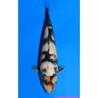 JP 783 - Shiro utsuri