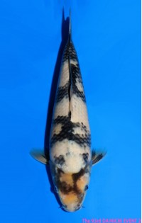 JP 783 - Shiro utsuri