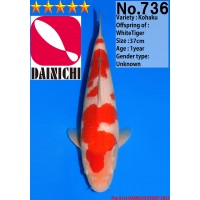 JP371 - Kohaku