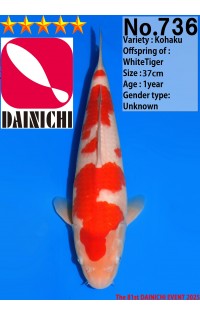 JP371 - Kohaku