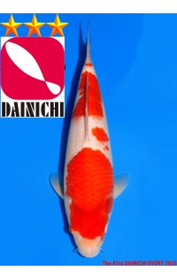 JP374 - Kohaku