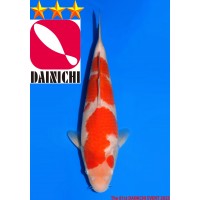 JP375 - Kohaku