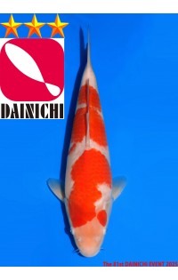 JP375 - Kohaku