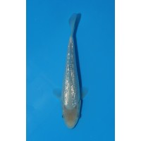 JP 770 - Gin rin soragoi