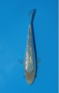 JP 770 - Gin rin soragoi