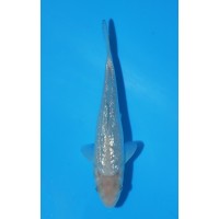 JP 771 - Gin rin soragoi