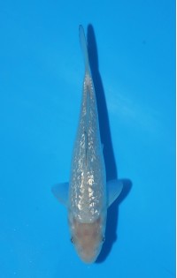 JP 771 - Gin rin soragoi