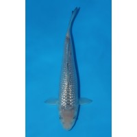 JP 768 - Gin rin soragoi