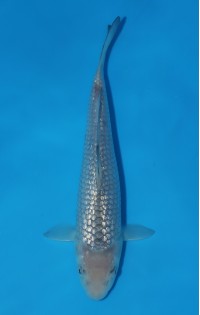 JP 768 - Gin rin soragoi