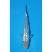 JP 769 - Gin rin soragoi