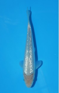 JP 769 - Gin rin soragoi