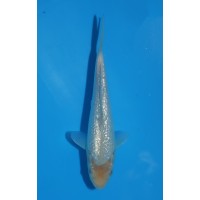 JP 772 - Gin rin soragoi