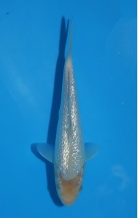 JP 772 - Gin rin soragoi