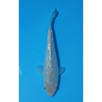 JP 774 - Gin rin soragoi