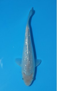 JP 774 - Gin rin soragoi