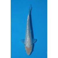 JP 775 - Gin rin soragoi