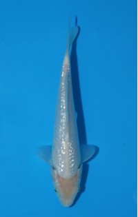 JP 775 - Gin rin soragoi