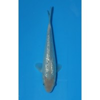 JP 776 - Gin rin soragoi