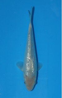 JP 776 - Gin rin soragoi