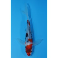 JP178 - Long fin showa