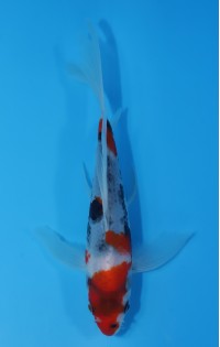 JP178 - Long fin showa