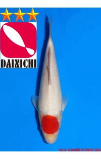 JP372 - Tancho