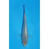 JP 767 - Gin rin soragoi