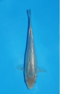 JP 767 - Gin rin soragoi