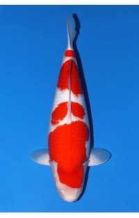 JP386 - Kohaku