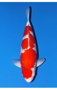 JP387 - Kohaku