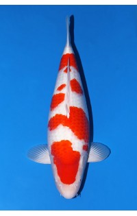 JP387 - Kohaku