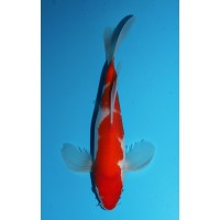 K348 - Long fin kohaku