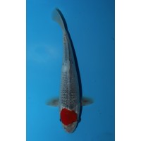 K353 - Tancho Goshiki