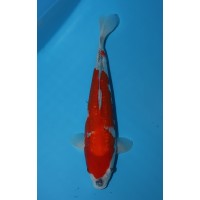 K233 - Gin rin Goshiki