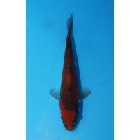 K506 - Goshiki