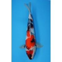 JP036 - Showa