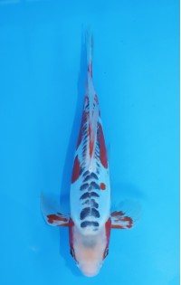 JP150 - Long fin shusui