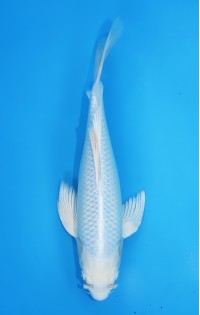 JP151 - Long fin platina