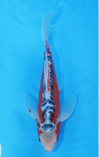 JP152 - Long fin shusui