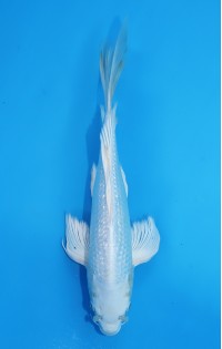 JP155 - Long fin gr platina