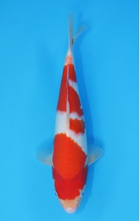 JP107 - Kohaku