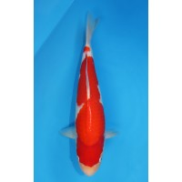 JP005 - Kohaku