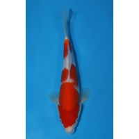 JP006 - Kohaku