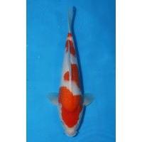 JP007 - Kohaku